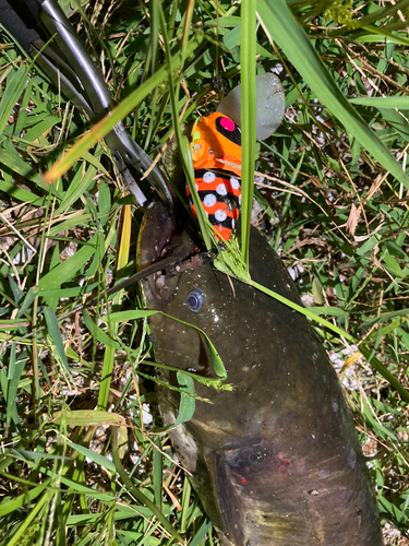 ナマズの釣果