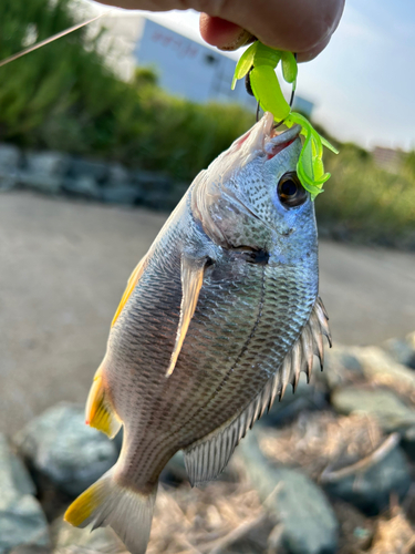 キビレの釣果