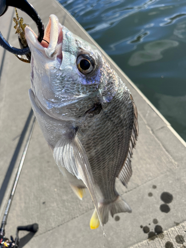 キビレの釣果