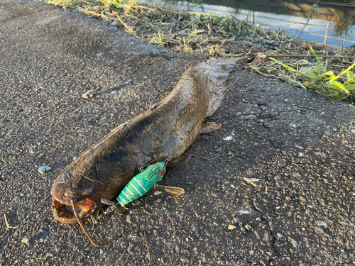 ナマズの釣果