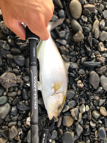 ショゴの釣果