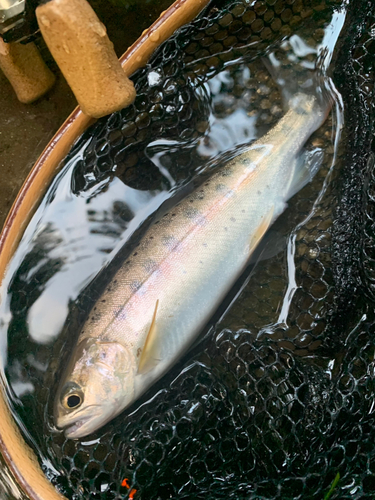 ヤマメの釣果