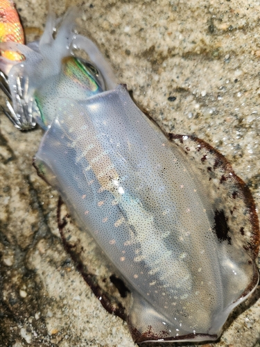 アオリイカの釣果