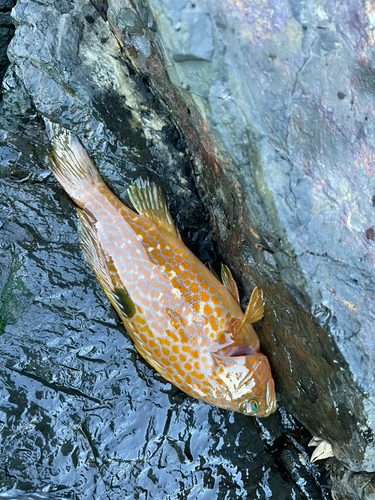 アコウの釣果