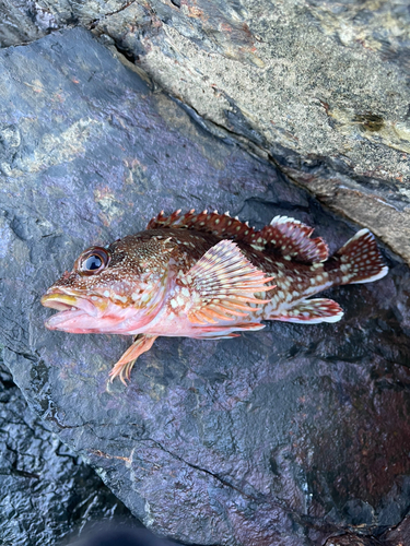 ガシラの釣果