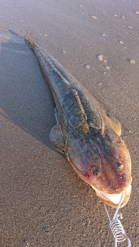 マゴチの釣果