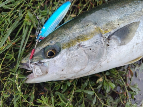 イナダの釣果