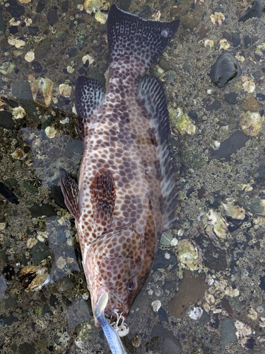 オオモンハタの釣果