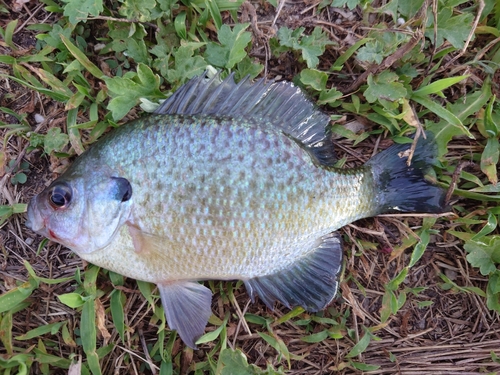 ブルーギルの釣果