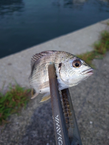 キビレの釣果