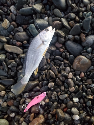 ニベの釣果