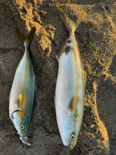 イナダの釣果