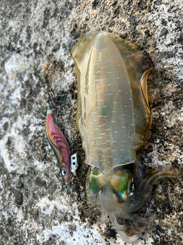 アオリイカの釣果