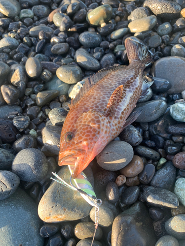 オオモンハタの釣果