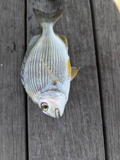 ヘダイの釣果