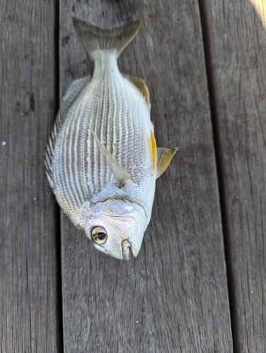 キビレの釣果