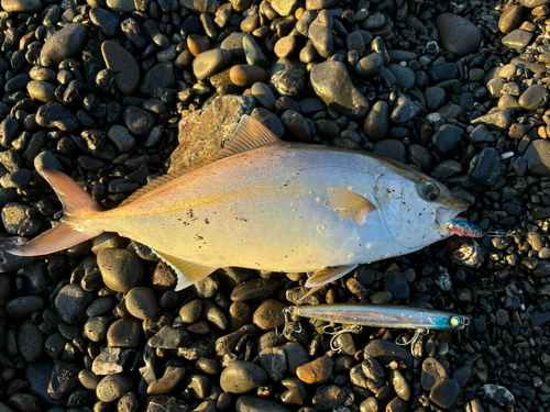 ショゴの釣果