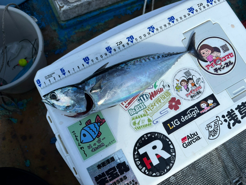 ソウダガツオの釣果