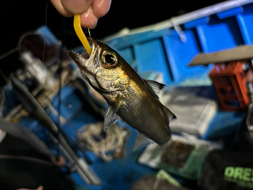 ムツの釣果