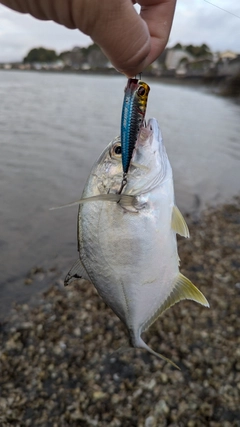 メッキの釣果