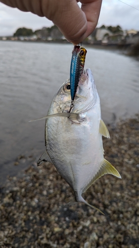 メッキの釣果