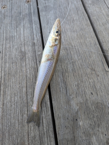 シロギスの釣果