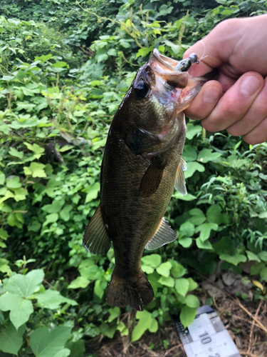 ブラックバスの釣果