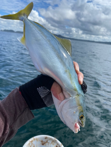 イナダの釣果