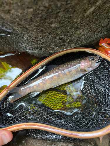 イワナの釣果