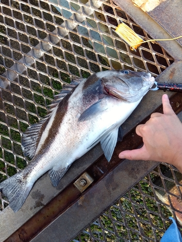 コショウダイの釣果