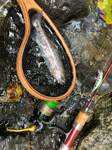 ヤマメの釣果