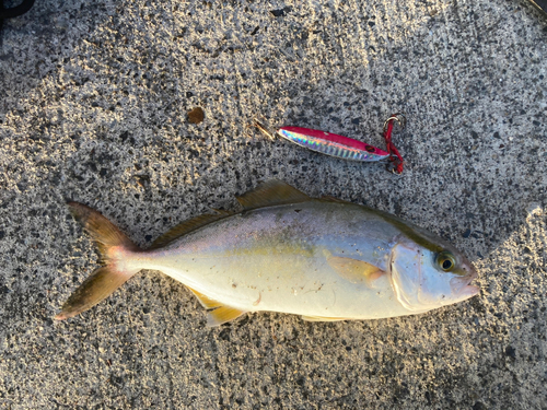 ショゴの釣果