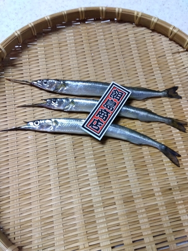 サヨリの釣果