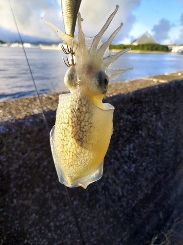 シリヤケイカの釣果