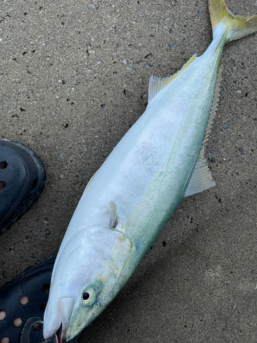 イナダの釣果