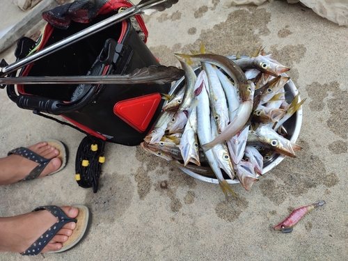 カマスの釣果