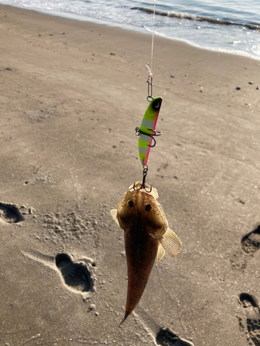 マゴチの釣果