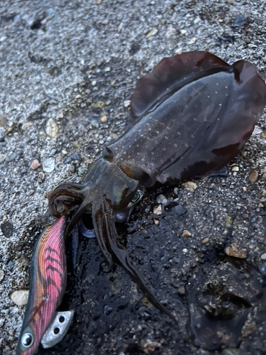 アオリイカの釣果