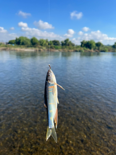 オイカワの釣果