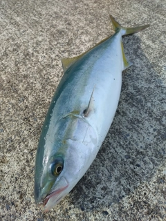 イナダの釣果