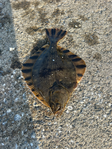 カレイの釣果