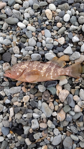 キジハタの釣果