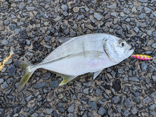 メッキの釣果