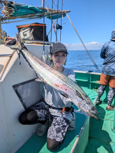 サワラの釣果