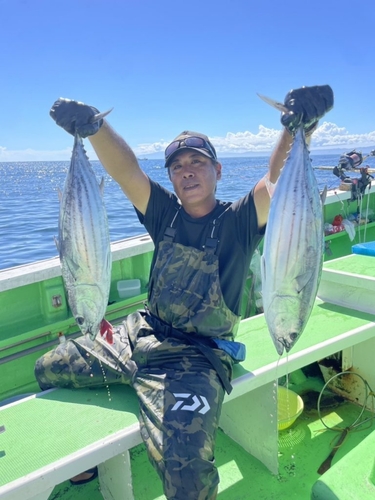 カツオの釣果