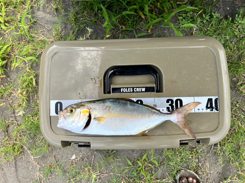 ショゴの釣果