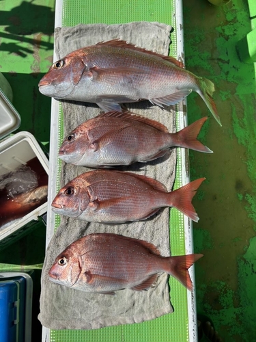 マダイの釣果