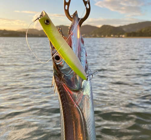 タチウオの釣果