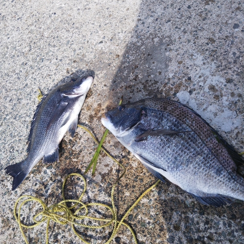 クロダイの釣果