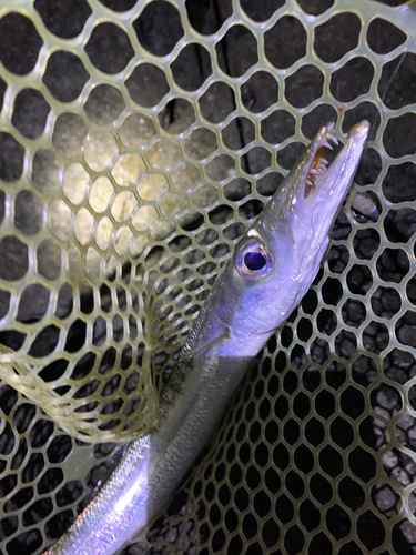 オニカマスの釣果